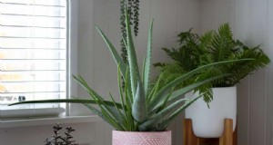 Aloë Vera-verzorging:deskundige tips voor bloeiende planten 