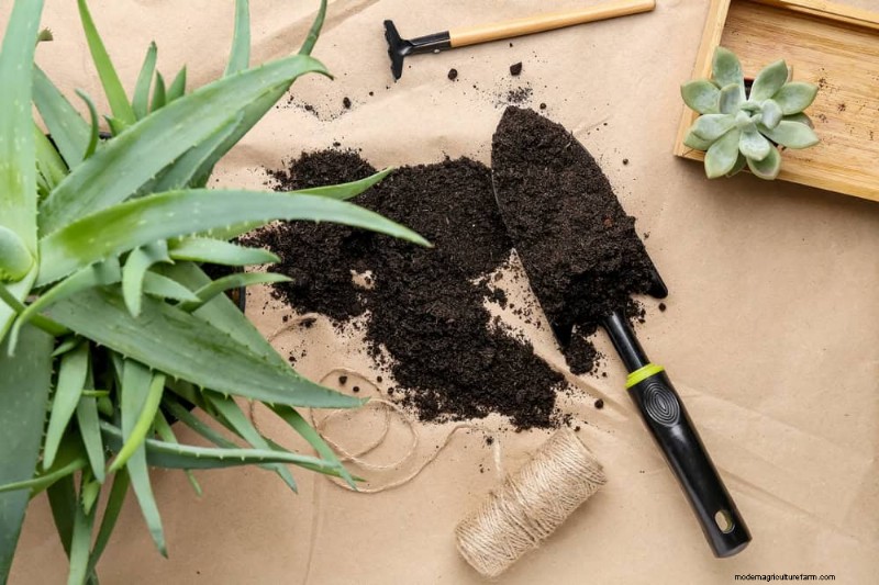 Aloe Vera-Pflege:Expertentipps für blühende Pflanzen 