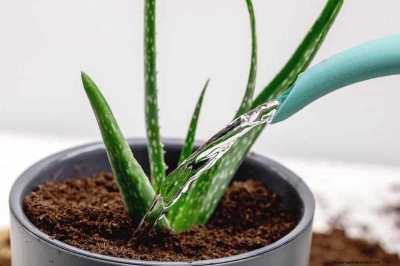 Aloe Vera-Pflege:Expertentipps für blühende Pflanzen 