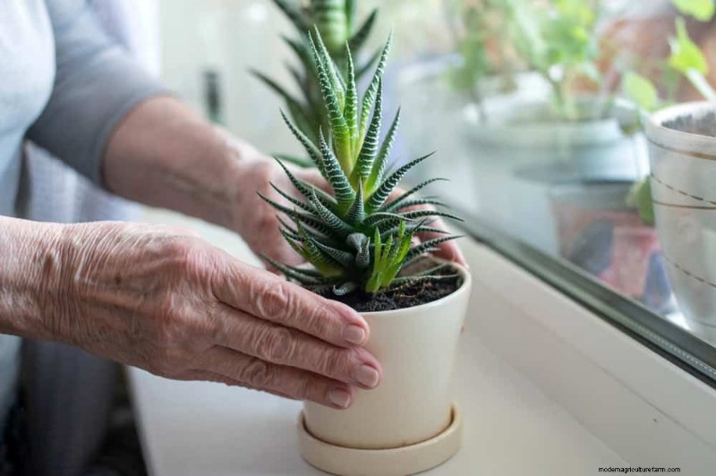 Aloe Vera-Pflege:Expertentipps für blühende Pflanzen 