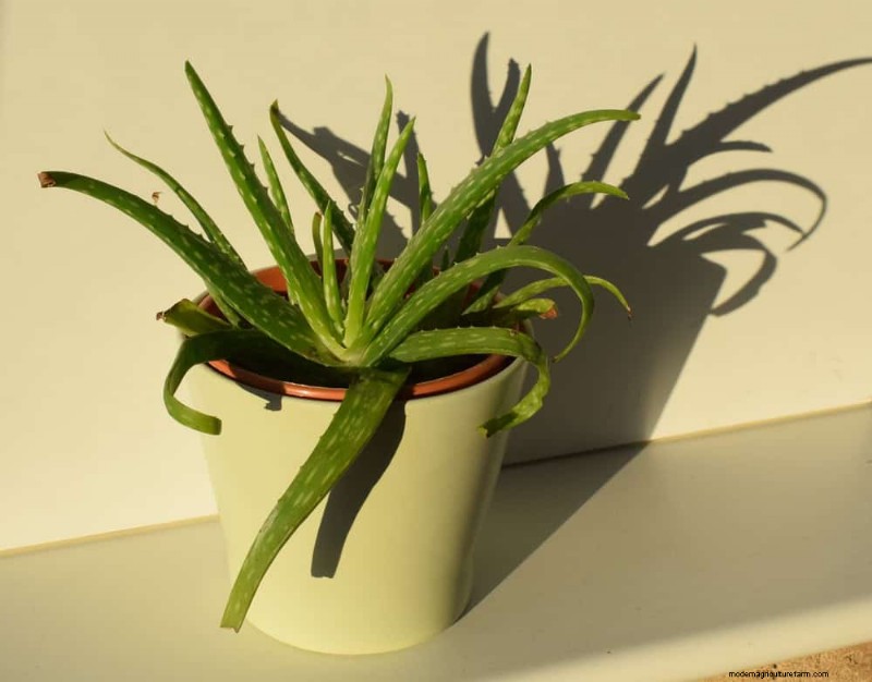 Aloe Vera-Pflege:Expertentipps für blühende Pflanzen 