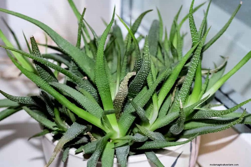 Aloe Vera-Pflege:Expertentipps für blühende Pflanzen 