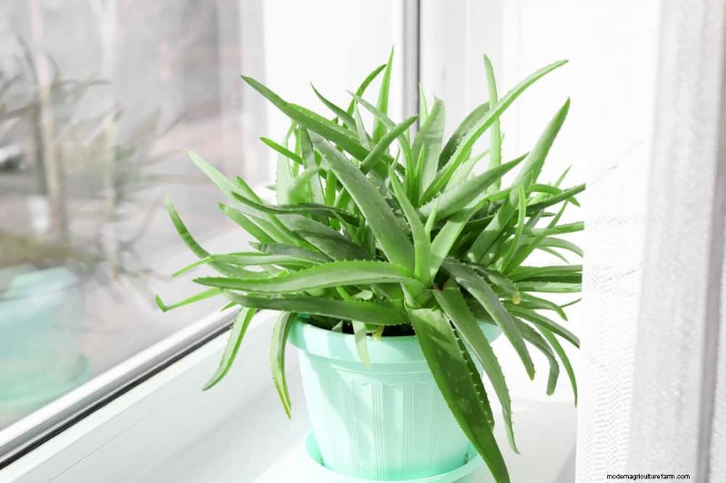 Aloe Vera-Pflege:Expertentipps für blühende Pflanzen 