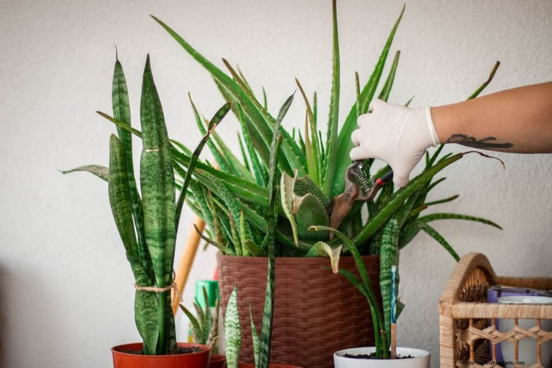 Aloe Vera-Pflege:Expertentipps für blühende Pflanzen 