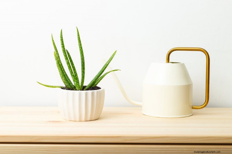 Aloe Vera-Pflege:Expertentipps für blühende Pflanzen 