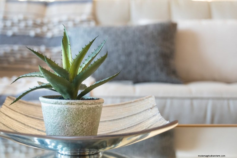 Aloe Vera-Pflege:Expertentipps für blühende Pflanzen 