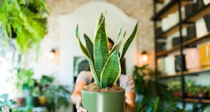 Problemen met slangenplanten:identificatie en deskundige oplossingen voor een gezonde groei 