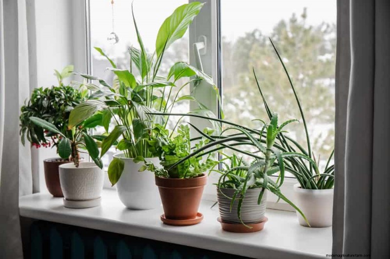 冬の窓に最適な低照度植物:12 の素晴らしい選択肢 