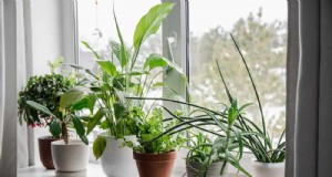 Las mejores plantas con poca luz para ventanas de invierno:12 opciones impresionantes 