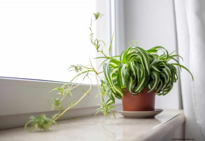 冬の窓に最適な低照度植物:12 の素晴らしい選択肢 