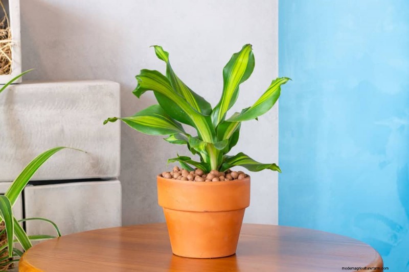 冬の窓に最適な低照度植物:12 の素晴らしい選択肢 