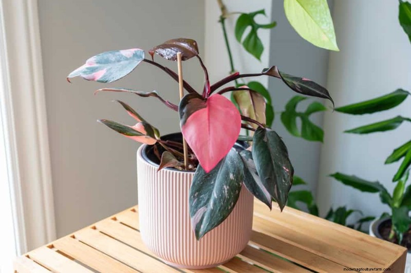 冬の窓に最適な低照度植物:12 の素晴らしい選択肢 