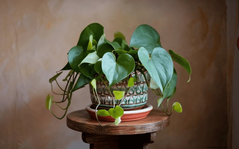 冬の窓に最適な低照度植物:12 の素晴らしい選択肢 