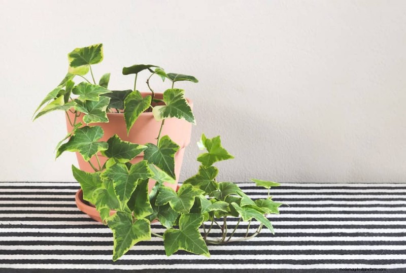 冬の窓に最適な低照度植物:12 の素晴らしい選択肢 