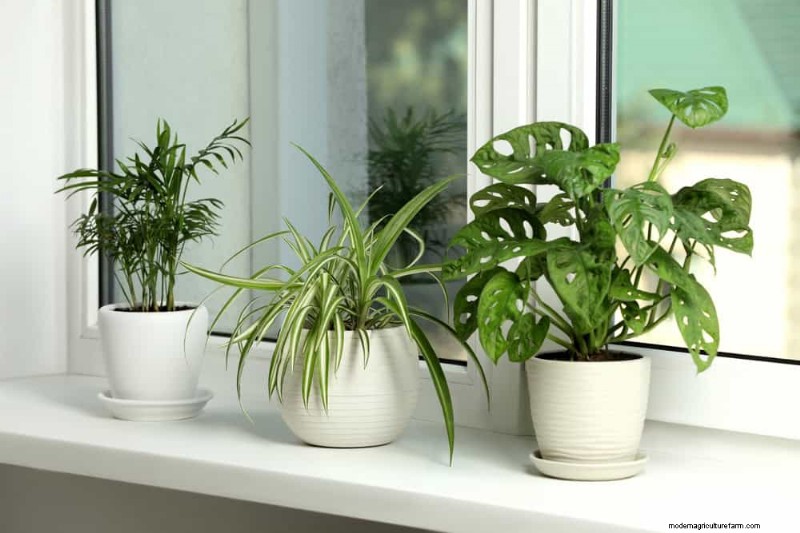 冬の窓に最適な低照度植物:12 の素晴らしい選択肢 