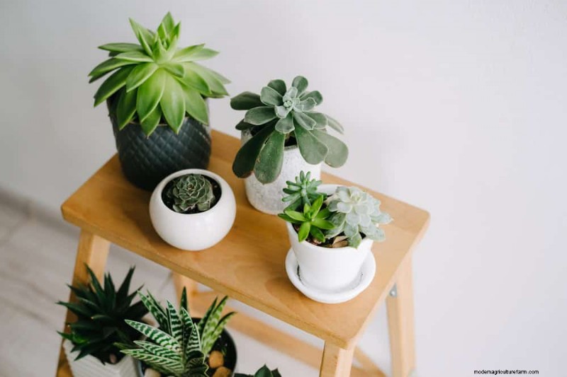 Bescherm uw planten:12 manieren om u te beschermen tegen koude ramen + temperatuurgids 