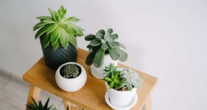植物を守る:冷たい窓から守る 12 の方法 + 温度ガイド 
