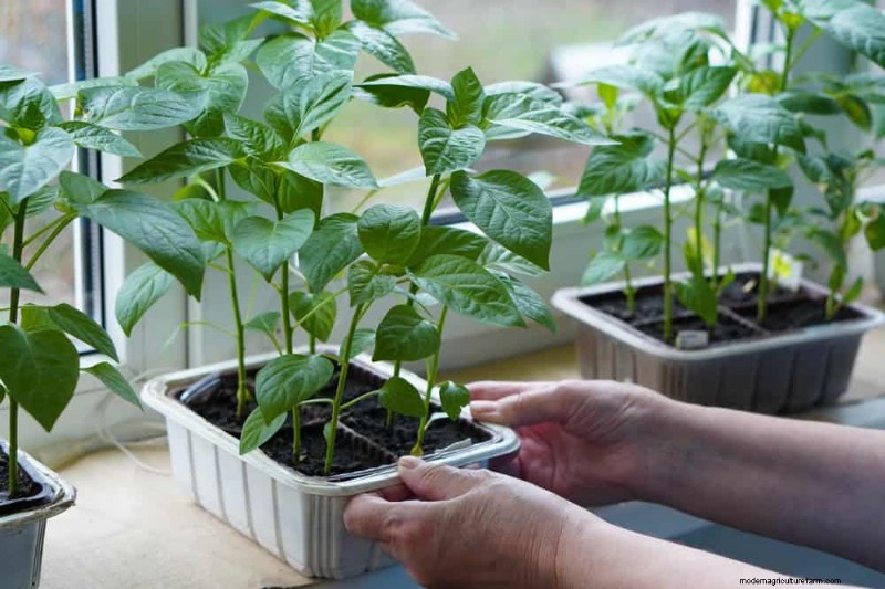 Bescherm uw planten:12 manieren om u te beschermen tegen koude ramen + temperatuurgids 