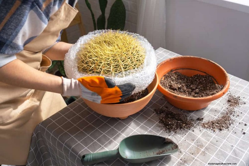 Bescherm uw planten:12 manieren om u te beschermen tegen koude ramen + temperatuurgids 