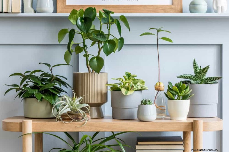 Bescherm uw planten:12 manieren om u te beschermen tegen koude ramen + temperatuurgids 