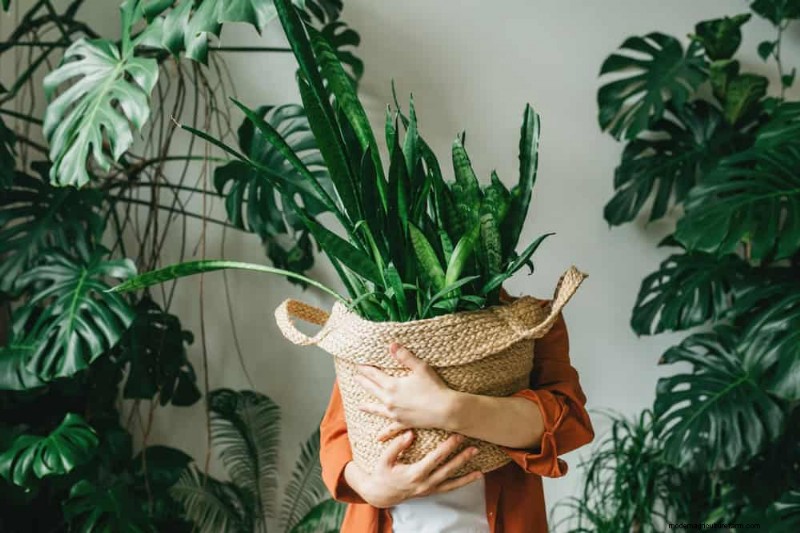 Bescherm uw planten:12 manieren om u te beschermen tegen koude ramen + temperatuurgids 