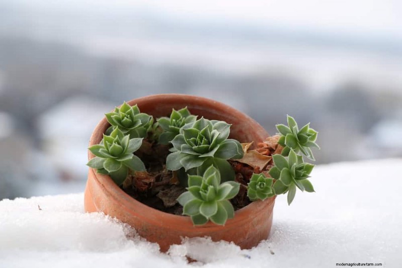 Cura invernale per le piante grasse:12 consigli degli esperti per piante rigogliose 