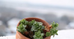 Winterverzorging voor vetplanten:12 tips van experts voor bloeiende planten 