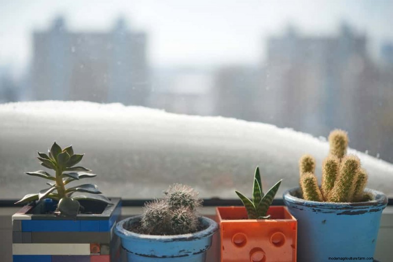 Cura invernale per le piante grasse:12 consigli degli esperti per piante rigogliose 
