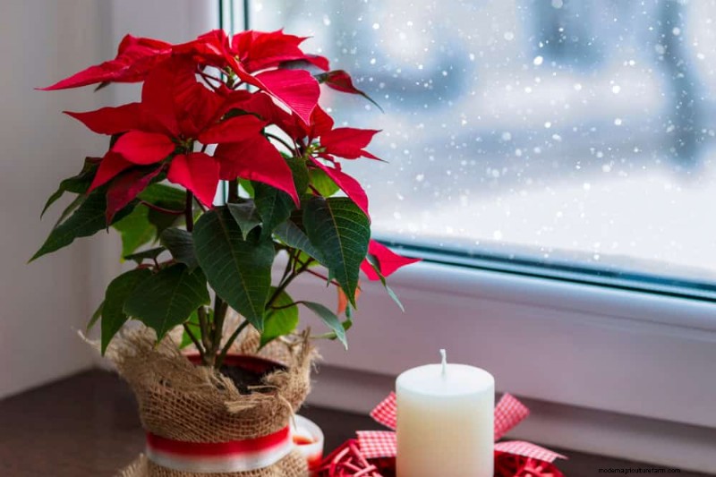 Geheimnisse der Weihnachtsstern-Präsentation:Designer-Tipps für die festliche Dekoration 