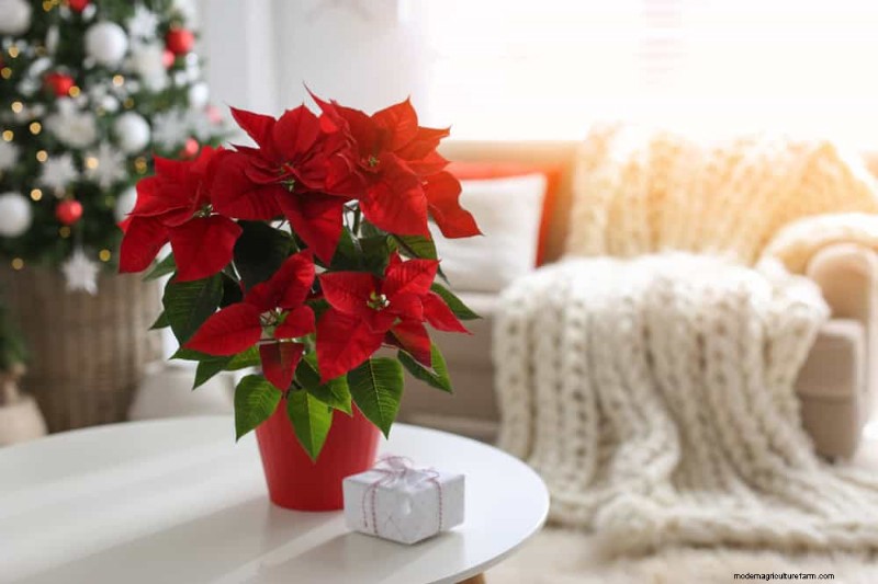 Geheimnisse der Weihnachtsstern-Präsentation:Designer-Tipps für die festliche Dekoration 