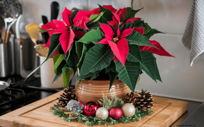 Geheimnisse der Weihnachtsstern-Präsentation:Designer-Tipps für die festliche Dekoration 