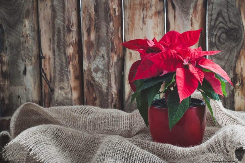 Geheimnisse der Weihnachtsstern-Präsentation:Designer-Tipps für die festliche Dekoration 
