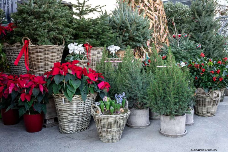 Geheimnisse der Weihnachtsstern-Präsentation:Designer-Tipps für die festliche Dekoration 