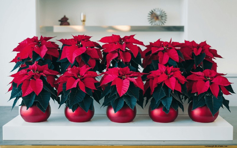 Geheimnisse der Weihnachtsstern-Präsentation:Designer-Tipps für die festliche Dekoration 