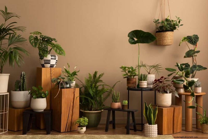Essentiële verzorgingshulpmiddelen voor kamerplanten:een complete gids voor bloeiende planten 