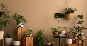 観葉植物の手入れに欠かせないツール:植物を元気に育てるための完全ガイド 