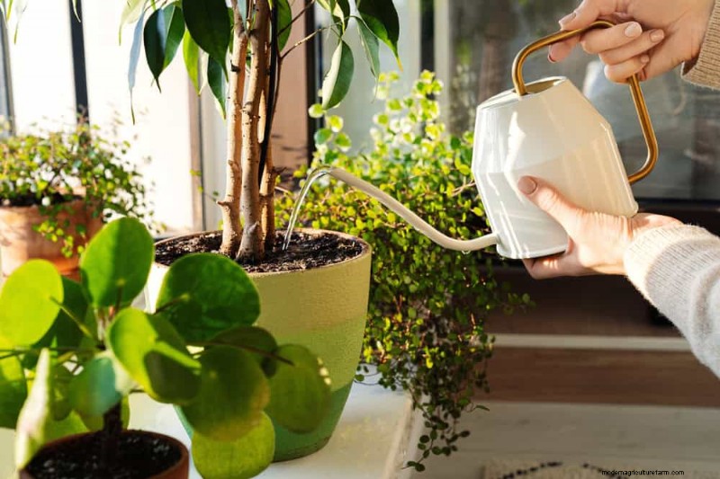Essentiële verzorgingshulpmiddelen voor kamerplanten:een complete gids voor bloeiende planten 