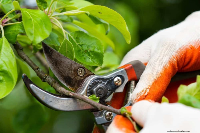 Essentiële verzorgingshulpmiddelen voor kamerplanten:een complete gids voor bloeiende planten 