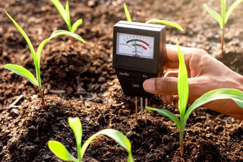 Essentiële verzorgingshulpmiddelen voor kamerplanten:een complete gids voor bloeiende planten 