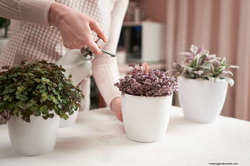 Essentiële verzorgingshulpmiddelen voor kamerplanten:een complete gids voor bloeiende planten 