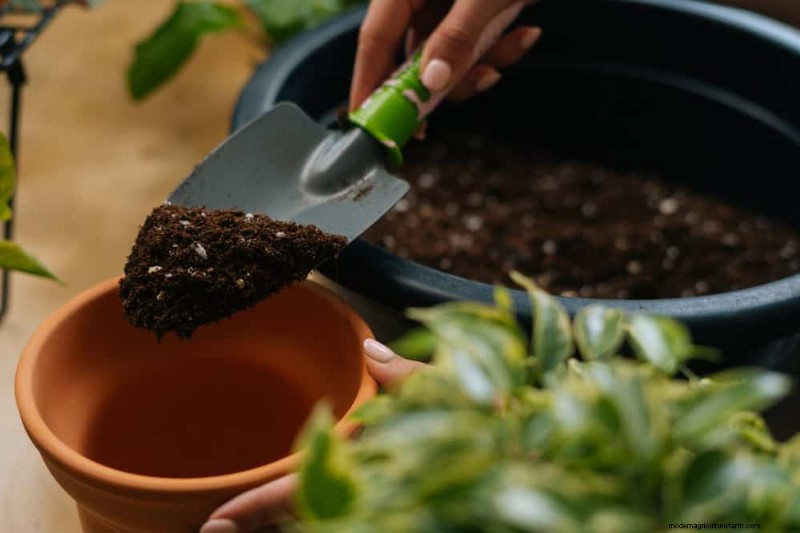 Essentiële verzorgingshulpmiddelen voor kamerplanten:een complete gids voor bloeiende planten 