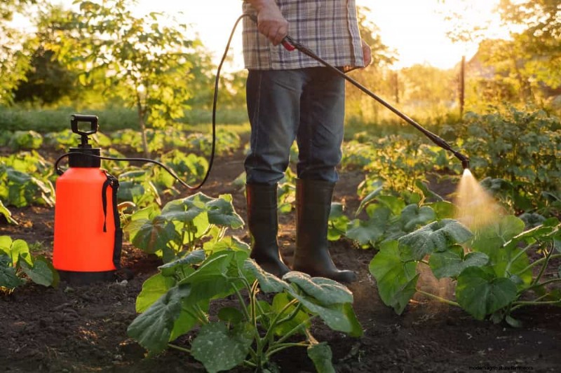 Essentiële verzorgingshulpmiddelen voor kamerplanten:een complete gids voor bloeiende planten 