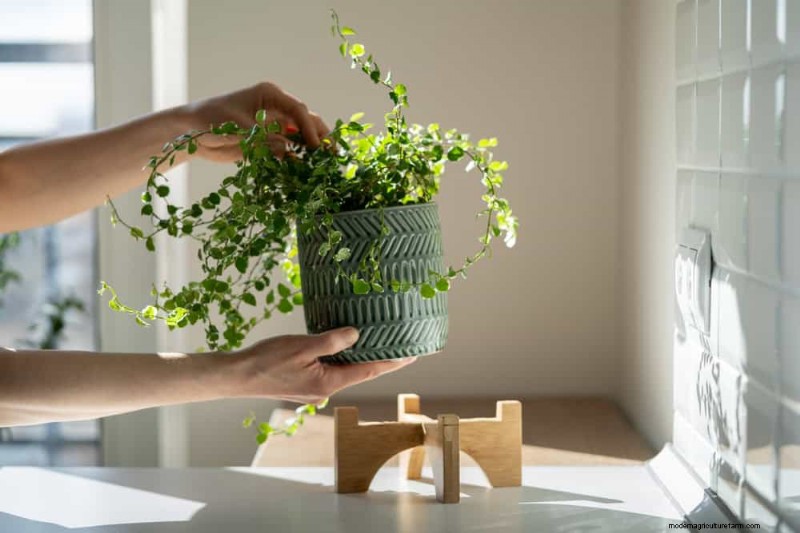 Essentiële verzorgingshulpmiddelen voor kamerplanten:een complete gids voor bloeiende planten 