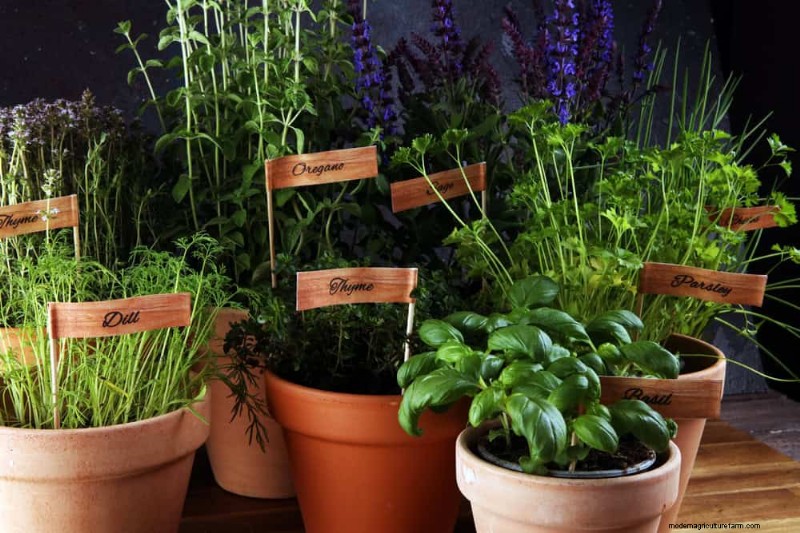 Essentiële verzorgingshulpmiddelen voor kamerplanten:een complete gids voor bloeiende planten 