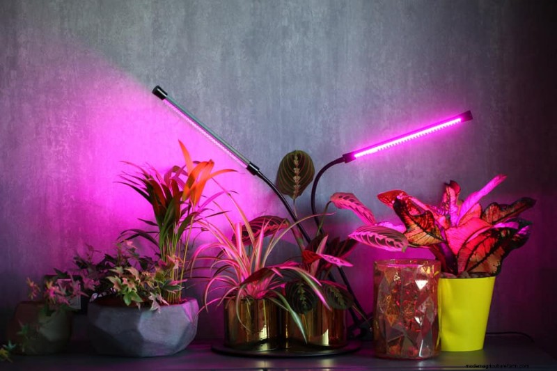 Essentiële verzorgingshulpmiddelen voor kamerplanten:een complete gids voor bloeiende planten 