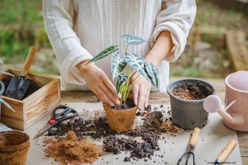 Essentiële verzorgingshulpmiddelen voor kamerplanten:een complete gids voor bloeiende planten 