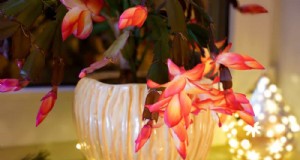 Weihnachtskaktuspflege:Expertentipps für kontinuierliche Blüte 