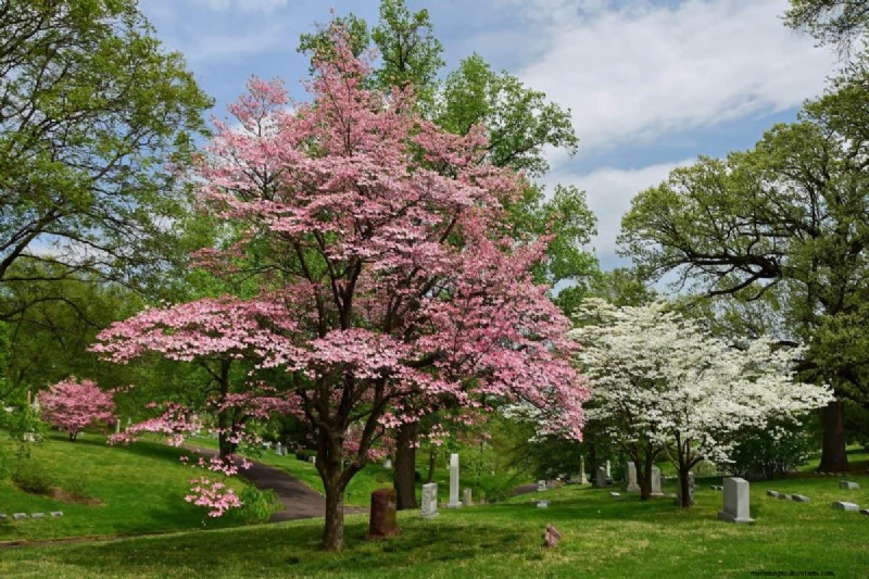I migliori alberi da fiore rosa per la primavera:consigli per i paesaggisti 