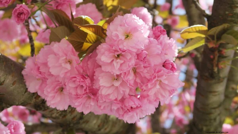 I migliori alberi da fiore rosa per la primavera:consigli per i paesaggisti 