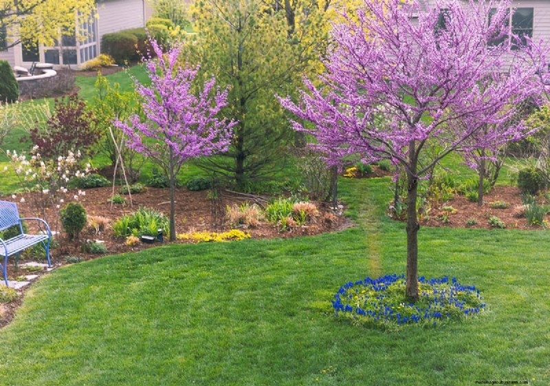 I migliori alberi da fiore rosa per la primavera:consigli per i paesaggisti 